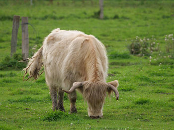 Cows on a westphalian meadow