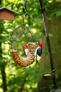 Birds perching on a bird feeder