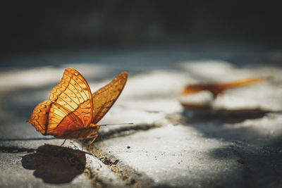 Close-up of dry leaf on footpath