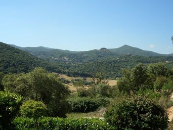 High angle view of lush foliage