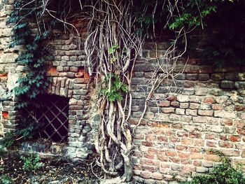 Ivy growing on brick wall