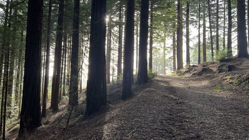 Scenic view of trees in forest