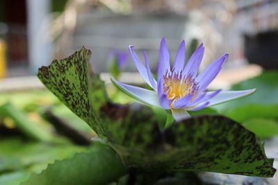 Close-up of purple water lily