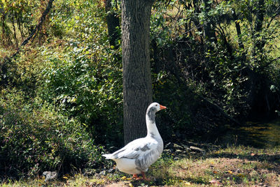 Bird in a forest