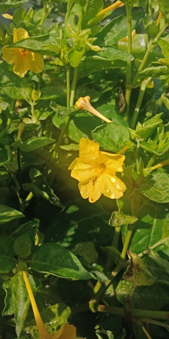 plant, growth, leaf, plant part, flower, flowering plant, beauty in nature, green, nature, freshness, yellow, produce, flower head, close-up, no people, petal, fragility, inflorescence, day, outdoors, food, sunlight, wildflower, field, botany, shrub