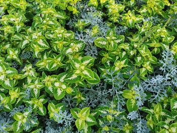 Full frame shot of leaves growing on field