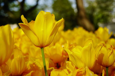 Close-up of yellow flowering plant on field