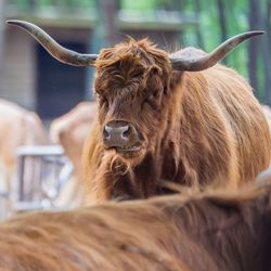 Close-up of a bison