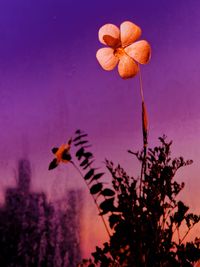 plant