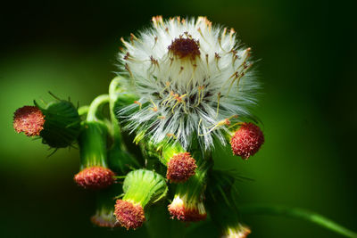 Close-up of flowering plant