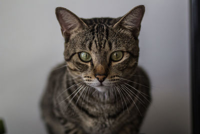 Close-up portrait of cat