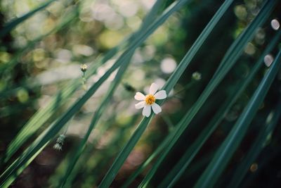 Close-up of white flowering plant