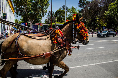 Close-up of horse on road