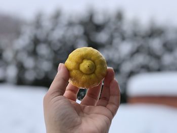 Snow lemon