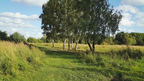 Trees on field against sky