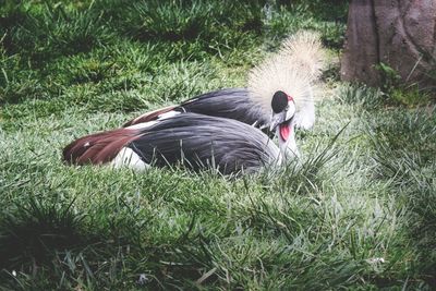 Grey crowned crane relaxing on grassy field