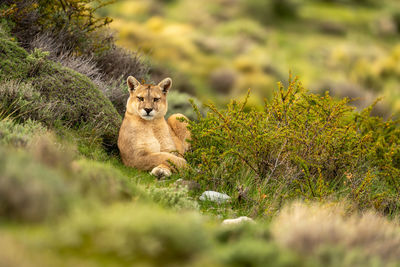 Close-up of cat on field