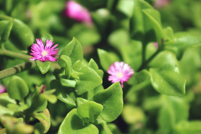 Close-up of pink flowering plant