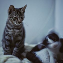 Close-up portrait of kitten sitting at home