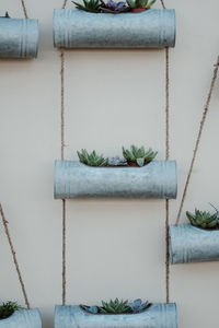 Close-up of potted plant against wall