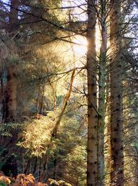 Close-up of tree against sky