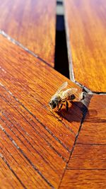 Close-up of bee on wood