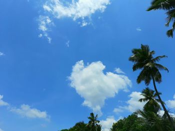 Low angle view of palm trees against blue sky