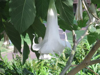 Close-up of leaves