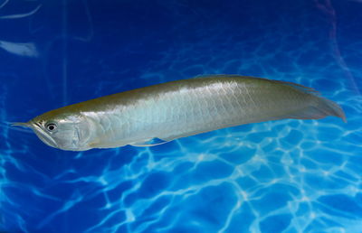 Close-up of fish swimming in sea