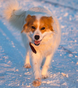 Portrait of dog in snow