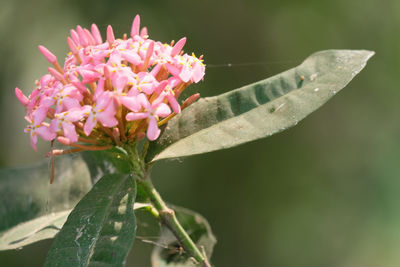 Close-up of pink flowering plant