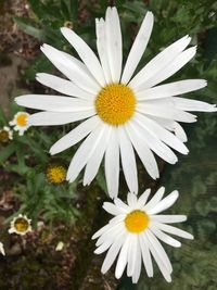 Close-up of white daisy blooming outdoors