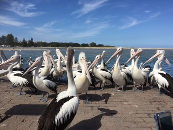 Swans at beach against sky