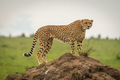 View of a cat on field