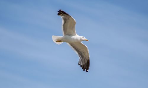 Low angle view of seagull flying in sky