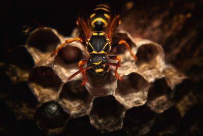 Close-up of wasp on nest