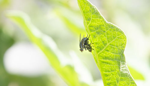 Close-up of fly on leaf