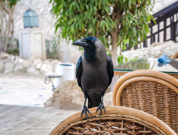 Close-up of bird perching on wall