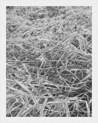 Full frame shot of grass in field