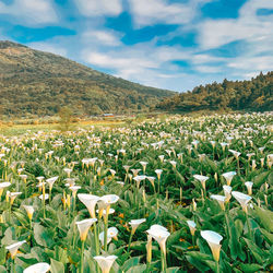 Scenic view of flowering plants on field against sky