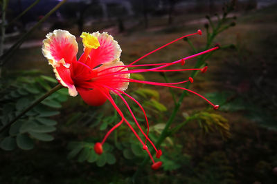 Close-up of red flower