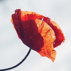 Close-up of orange leaf on white background