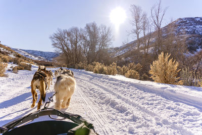 Sled dogs  pulling sled on snow covered landscape on a bright sunny day