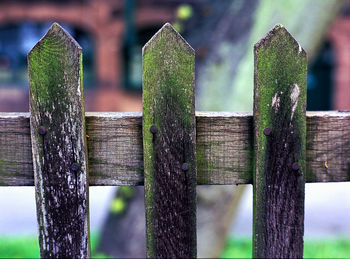 Close-up of wooden fence on plant in garden