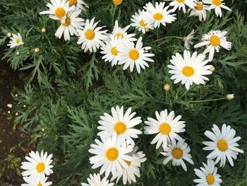 Close-up of daisies blooming outdoors