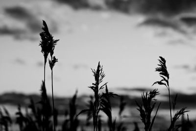 Close-up of thistle on field against sky