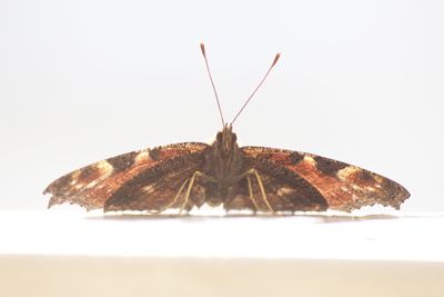 Close-up of insect against clear sky