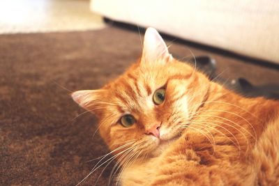 Close-up portrait of a cat