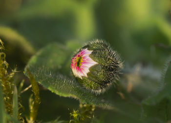 Close-up of pink flowering plant