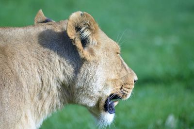 Close-up of lion